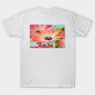 Osteospermum  Serenity Rose Magic= 'Balseroma'  Serenity series T-Shirt